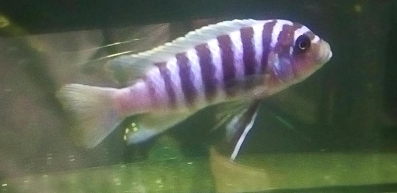 Maylandia zebra 'Narungu'